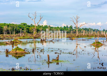 Longpan Pool, Siem Reap, Kambodscha Stockfoto