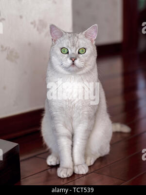 Cat kurz Silber Farbverlauf Stockfoto