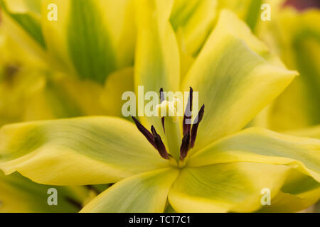 Tulipa 'Formosa 'Blume abstrakt. Stockfoto