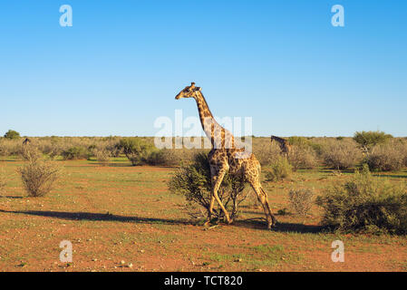 Giraffe zu Fuß durch die Kalahari Wüste in Namibia Stockfoto