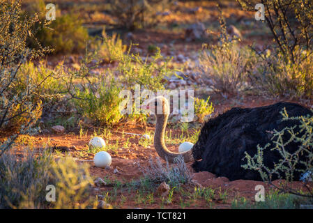 Strauß bewacht seine Eier in die Kalahari Wüste von Namibia Stockfoto