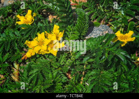 Argentinien Potentilla anserina anserina oder. Sie wird durch den gemeinsamen Namen silverweed oder silverweed cinquefoil bekannt. Natürliche grüne Pflanze Hintergrund, gelb Stockfoto