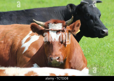 Rot und Schwarz Friesischen Kühe und Stiere auf den Wiesen des Moordrecht in den Niederlanden Stockfoto