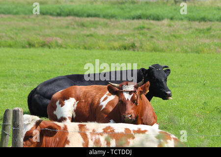 Rot und Schwarz Friesischen Kühe und Stiere auf den Wiesen des Moordrecht in den Niederlanden Stockfoto