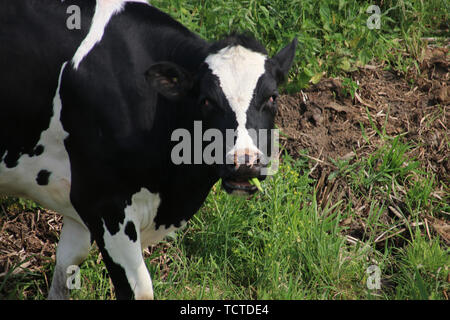 Rot und Schwarz Friesischen Kühe und Stiere auf den Wiesen des Moordrecht in den Niederlanden Stockfoto