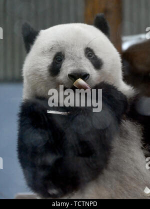 Tokio, Japan. 10 Juni, 2019. Panda cub Shan Shan frolics im Regen in Tokyos Ueno Zoo am Montag, dem 10. Juni 2019. Shan Shan, zwischen Mama Shin Shin geboren und Papa Ri Ri, wird ihren zweiten Geburtstag am 12. Juni feiern. Credit: Natsuki Sakai/LBA/Alamy leben Nachrichten Stockfoto