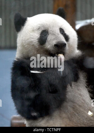 Tokio, Japan. 10 Juni, 2019. Panda cub Shan Shan frolics im Regen in Tokyos Ueno Zoo am Montag, dem 10. Juni 2019. Shan Shan, zwischen Mama Shin Shin geboren und Papa Ri Ri, wird ihren zweiten Geburtstag am 12. Juni feiern. Credit: Natsuki Sakai/LBA/Alamy leben Nachrichten Stockfoto