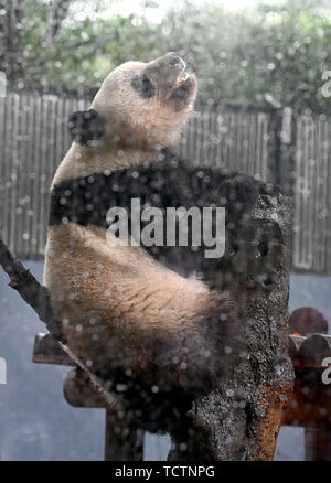 Tokio, Japan. 10 Juni, 2019. Panda cub Shan Shan frolics im Regen in Tokyos Ueno Zoo am Montag, dem 10. Juni 2019. Shan Shan, zwischen Mama Shin Shin geboren und Papa Ri Ri, wird ihren zweiten Geburtstag am 12. Juni feiern. Credit: Natsuki Sakai/LBA/Alamy leben Nachrichten Stockfoto