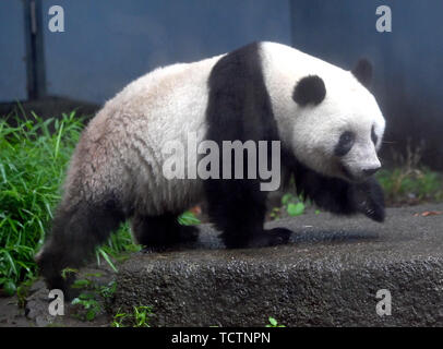 Tokio, Japan. 10 Juni, 2019. Panda cub Shan Shan frolics im Regen in Tokyos Ueno Zoo am Montag, dem 10. Juni 2019. Shan Shan, zwischen Mama Shin Shin geboren und Papa Ri Ri, wird ihren zweiten Geburtstag am 12. Juni feiern. Credit: Natsuki Sakai/LBA/Alamy leben Nachrichten Stockfoto