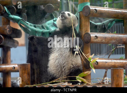 Tokio, Japan. 10 Juni, 2019. Panda cub Shan Shan frolics im Regen in Tokyos Ueno Zoo am Montag, dem 10. Juni 2019. Shan Shan, zwischen Mama Shin Shin geboren und Papa Ri Ri, wird ihren zweiten Geburtstag am 12. Juni feiern. Credit: Natsuki Sakai/LBA/Alamy leben Nachrichten Stockfoto