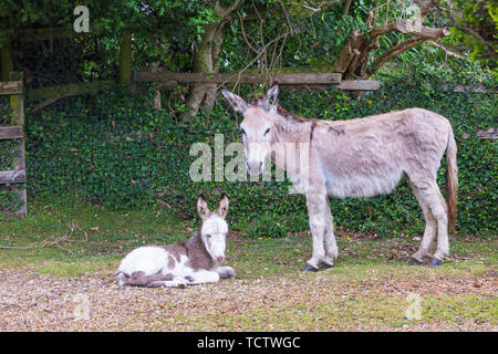 In der Nähe von Frogham, New Forest, Hampshire, UK. 10. Juni 2019. UK Wetter: Esel suchen Schutz in Heavy Rain im New Forest National Park, Hampshire. Credit: Carolyn Jenkins/Alamy leben Nachrichten Stockfoto