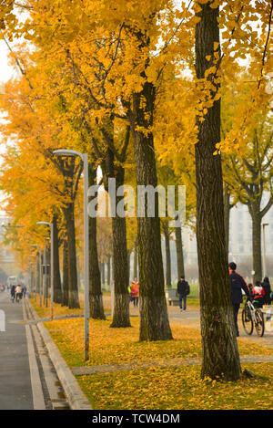 Ginkgo Allee, Chengdu Universität elektronische Wissenschaft und Technologie Stockfoto