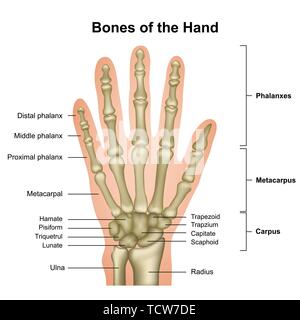 Knochen der Hand medizinische Vector Illustration auf weißem Hintergrund eps 10 Infografik Stock Vektor