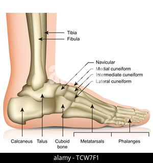 Knochen des Fuß- und Sprunggelenk medizinische Vector Illustration auf weißem Hintergrund eps 10 Infografik Stock Vektor