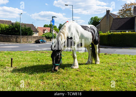 Ein tri farbige Irish Cob/Gypsy Vanner Pferd angebunden und Beweidung auf Gras an der Seite einer Straße in der Wiltshire Stadt Bradford on Avon Stockfoto