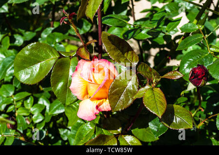 Ein halb geöffnet rose bud mit Blüten gelb mit rosa Rändern durch grüne Blätter und Stiele rötlich umgeben Stockfoto