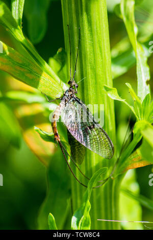 Eine Eintagsfliege auf Riverside Vegetation mit ihren Flügeln das Licht und den Schwanz aus und Fang Stockfoto