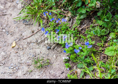 Helle blaue Blumen von einem Büschel von germander Ehrenpreis Veronica chamaedrys wächst an einem strassenrand Kante Stockfoto