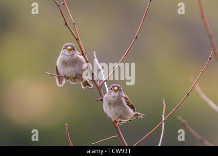 Passer domesticus, zwei Junge Haus Spatzen zusammen Hocken auf einem Zweig Stockfoto