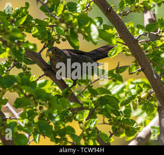 Turdus merula, Amsel mit einem Schnabel voller Maulbeerfrucht Stockfoto