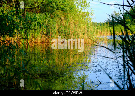 See Szene in Vacaresti Naturpark (Parcul natürliche Vacaresti) in Bukarest, Rumänien, am Abend. Stockfoto