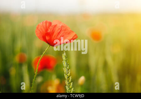Bereich der wilder Mohn und Weizen in der Sonne Licht. Schönen Sommer Landschaft. Blume Nahaufnahme. Stockfoto