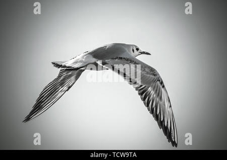 Möwe das Fliegen in Dramatischer Himmel Stockfoto