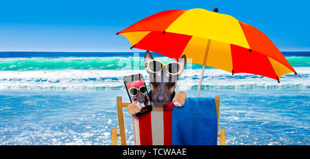 Bull Terrier Hund ausruhen und entspannen auf einer Hängematte oder Liegestuhl unter dem Sonnenschirm am Strand Ocean Shore, auf Sommer Urlaub Ferien eine selfi Stockfoto