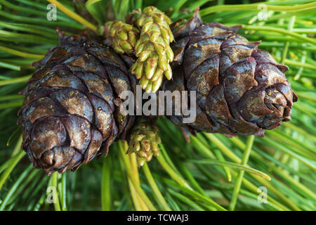 Blick von oben auf die zwei Kegel evergreen Sibirischen Zwerg Kiefer (Pinus Pumila). Closeup natürliche floral background, weihnachtliche Stimmung. Stockfoto