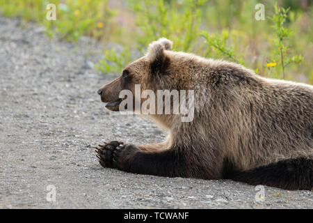 Wild hungrig und schrecklichen Kamtschatka Braunbär (Ursus arctos piscator) liegt auf Steinen und um. Kamchatka Halbinsel, Russischen Fernen Osten Stockfoto