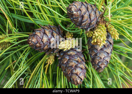 Blick von oben auf die vier Kegel von Evergreen Zwerg Sibirische Kiefer (Pinus Pumila). Close-up Natürliche floral background, Weihnachtsstimmung. Stockfoto