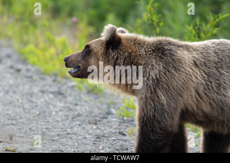 Wild hungrig und schrecklichen Kamtschatka Braunbär (Ursus arctos piscator) Walking im Sommer Wald und Suchen auf der Suche nach Nahrung. Eurasien, Russisch Stockfoto