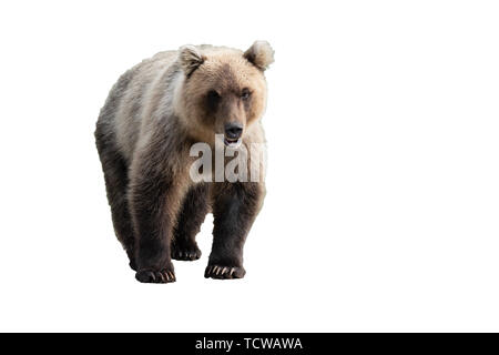 Schreckliche wilde Kamtschatka Braunbär (Ursus arctos piscator) Wandern und Suchen. Auf weißem Hintergrund, kopieren. Stockfoto