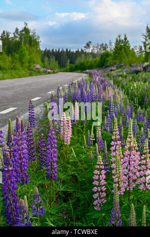 Blume Lupinen in der Nähe einer Straße in Värmland Schweden juni 2019 Stockfoto