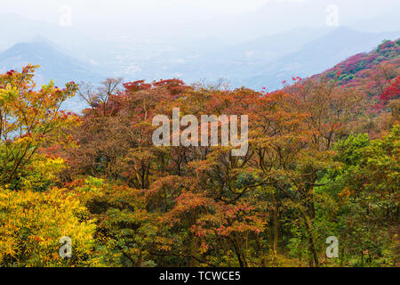 Stone Gate Red Leaf, Stone Gate National Forest Park Stockfoto