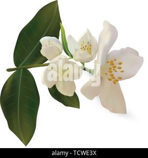 Feder. 3d realistische White Jasmine auf weißem Hintergrund. Filiale Jasmin hautnah. Vektor Illustrator. Stock Vektor