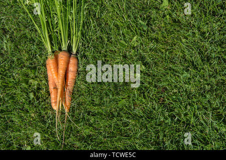 Reife und Frische Bio Karotten auf Gras. Ansicht von oben. Sommer Ernte. Stockfoto