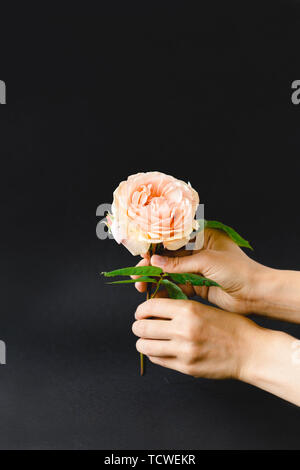 Coloful Rosen in der Hand auf einem schwarzen Hintergrund Stockfoto