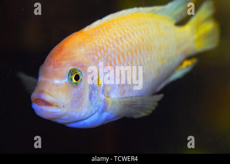 Die Fische im Aquarium. Porträt eines Afrikanischen Aquarium Fische aus der Familie der sogenannten Cyrtocara lombardoi Stockfoto