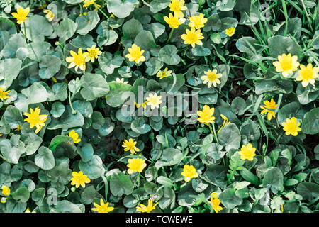 Ein grünes Feld mit weißen Wildblumen, Textur Stockfoto