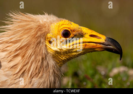 Nach Schmutzgeier (Neophron percnopterus) Porträt, Spanien Stockfoto