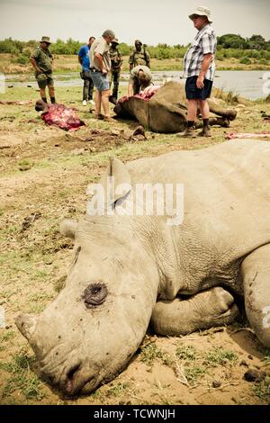 Pochierte weiße Nashörner mit Wildhüter, Wilderei, Krüger Nationalpark, Südafrika Stockfoto