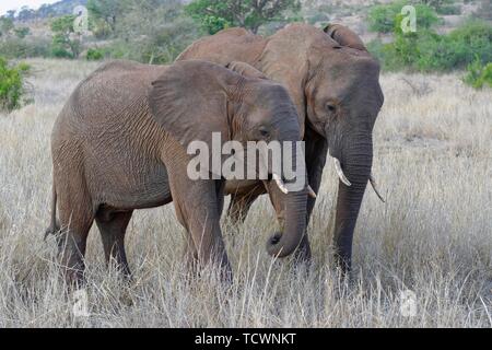 Afrikanischen Busch Elefanten (Loxodonta africana), zwei junge Männer Fütterung auf trockenem Gras, Krüger Nationalpark, Südafrika Stockfoto