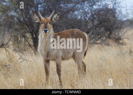 Gemeinsame Wasserböcke (Kobus ellipsiprymnus), erwachsenen Mann stand in der Trockenrasen, aufmerksam, Krüger Nationalpark, Südafrika Stockfoto