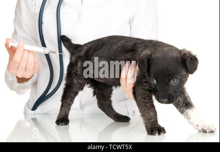 Tierarzt gibt Impfstoff zu Welpen Stockfoto