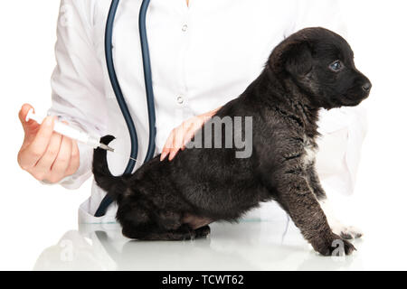 Tierarzt gibt Impfstoff zu Welpen Stockfoto