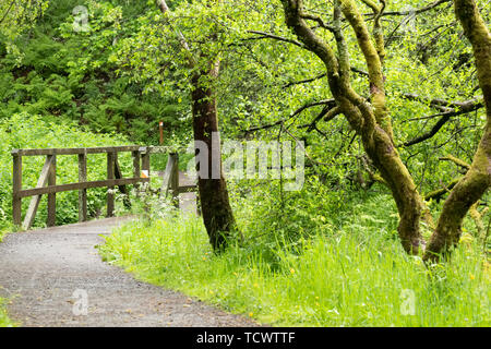 In der Mitte von einem feuchten Sommer in Schottland einen kleinen hölzernen Brücke auf einem Fuß Pfad in der Mitte eines schottischen Forrest Park. Die Bäume sind Moos Abdeckung Stockfoto