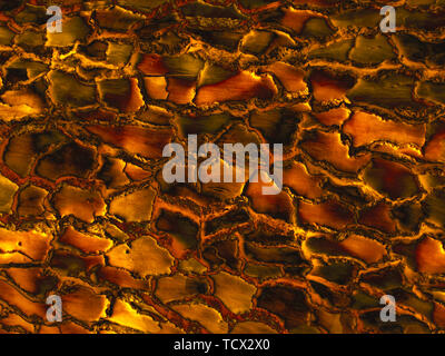 Gold Farbe Holz Oberflächenstruktur. Seltene Holzmaserung natürlichen Muster für Design und Dekor. Abstrakte metallisch glänzenden Hintergrund. Stockfoto