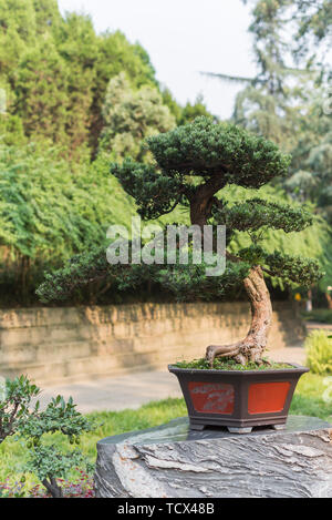 Bonsai Kübelpflanzen in Chengdu, Sichuan Stockfoto