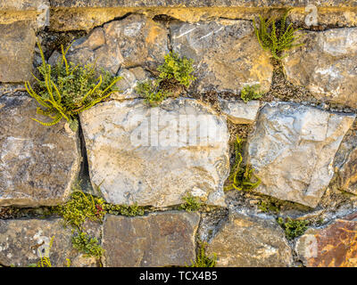 Alte Mauer mit typischen Flora mit Wand-Rue (Asplenium Ruta-Muraria), Maidenhair spleenwort (Asplenium Trichomanes), Efeu-leaved Toadflax (Cymbalar Stockfoto